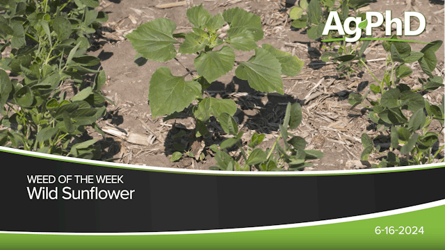 Wild Sunflower | Ag PhD