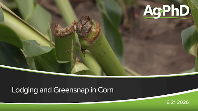 Lodging and Greensnap in Corn | Ag PhD