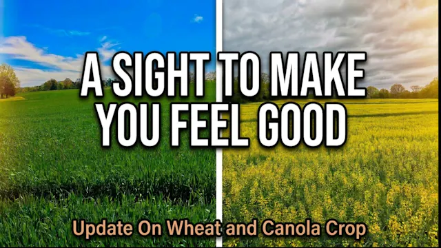 We've Got a Great Looking Wheat and C...