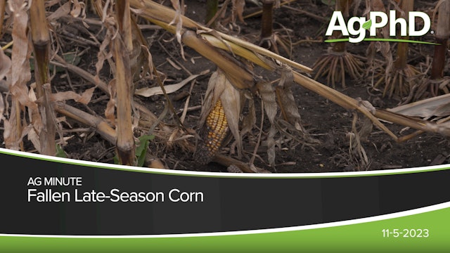 Fallen Late-Season Corn | Ag PhD