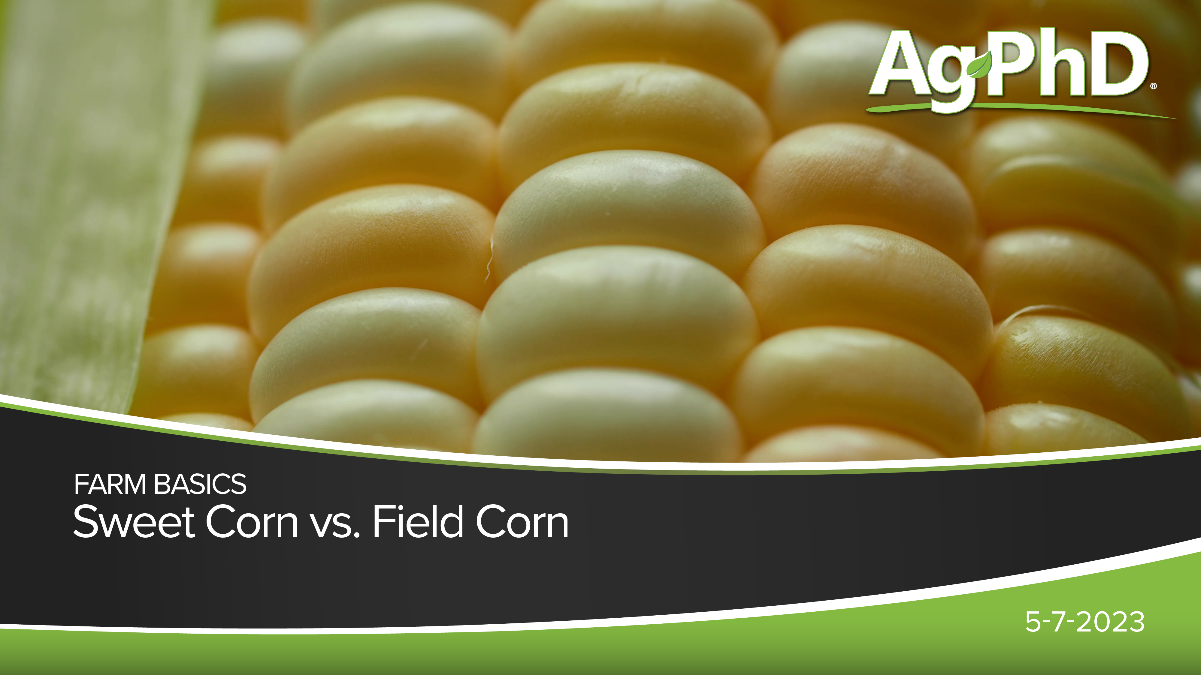 Sweet Corn vs. Field Corn | Ag PhD