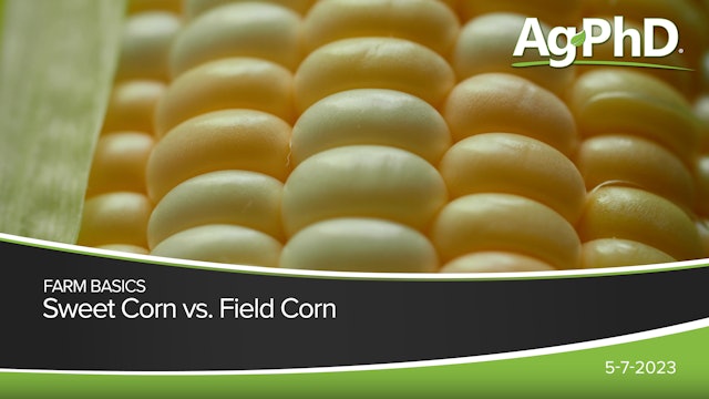 Sweet Corn vs. Field Corn | Ag PhD