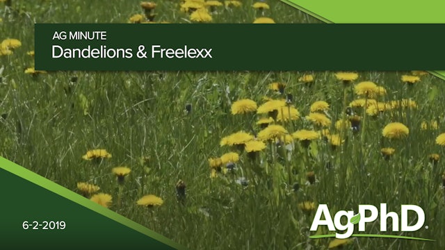 Dandelions and Freelexx