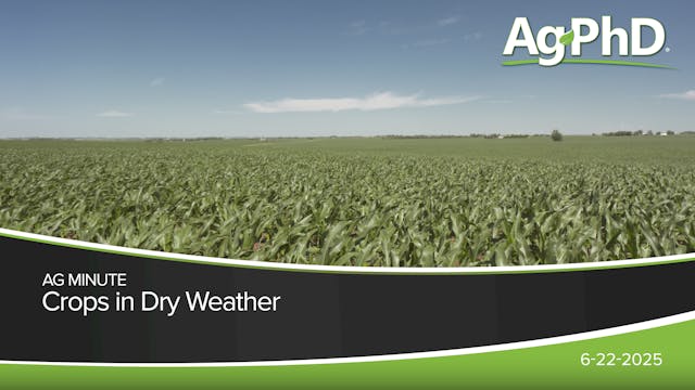Crops In Dry Weather | Ag PhD