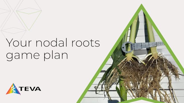 Exploring Corn Nodal Roots in the Fie...