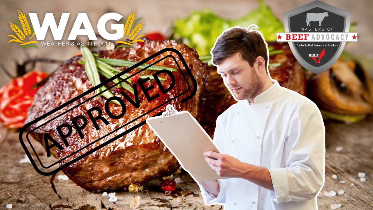 The BEEF Masters | WAG in Focus 10/30/23