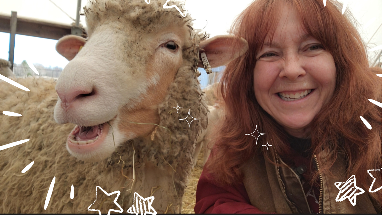 Sheep So Cute They Needed Their Own Social Media Account | WAG in Focus 04-24-25