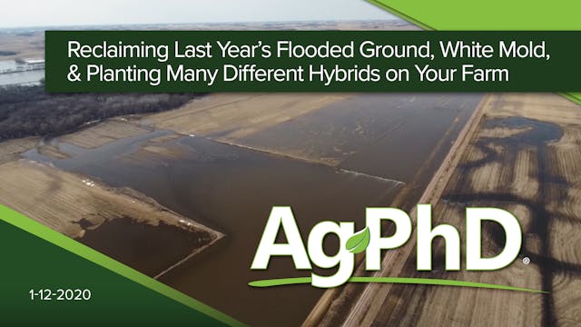 Reclaiming Flooded Ground, White Mold...