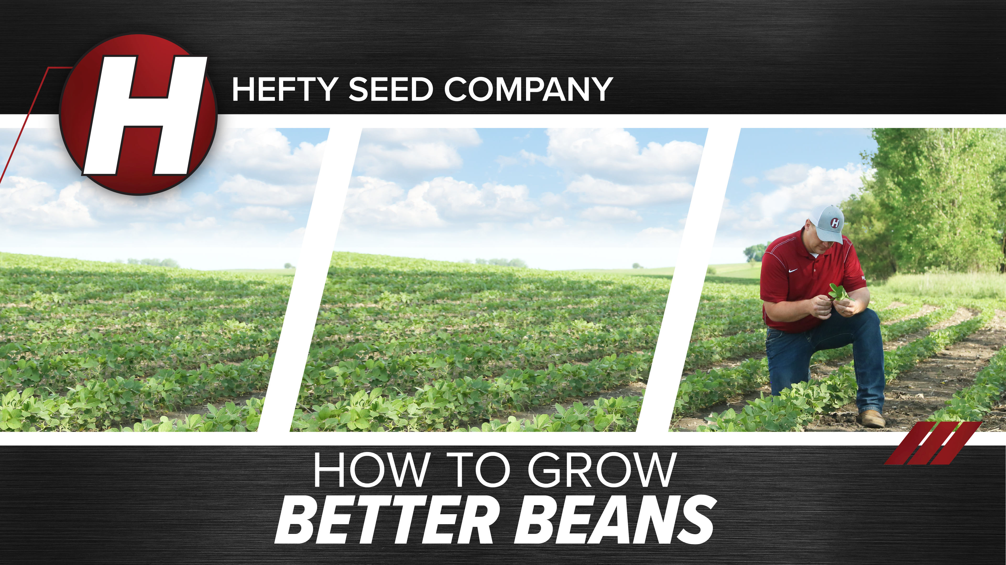 How to Grow Better Soybeans
