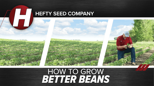 How to Grow Better Soybeans