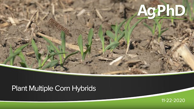 Plant Multiple Corn Hybrids | Ag PhD