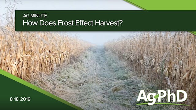 How Does Frost Effect Harvest?