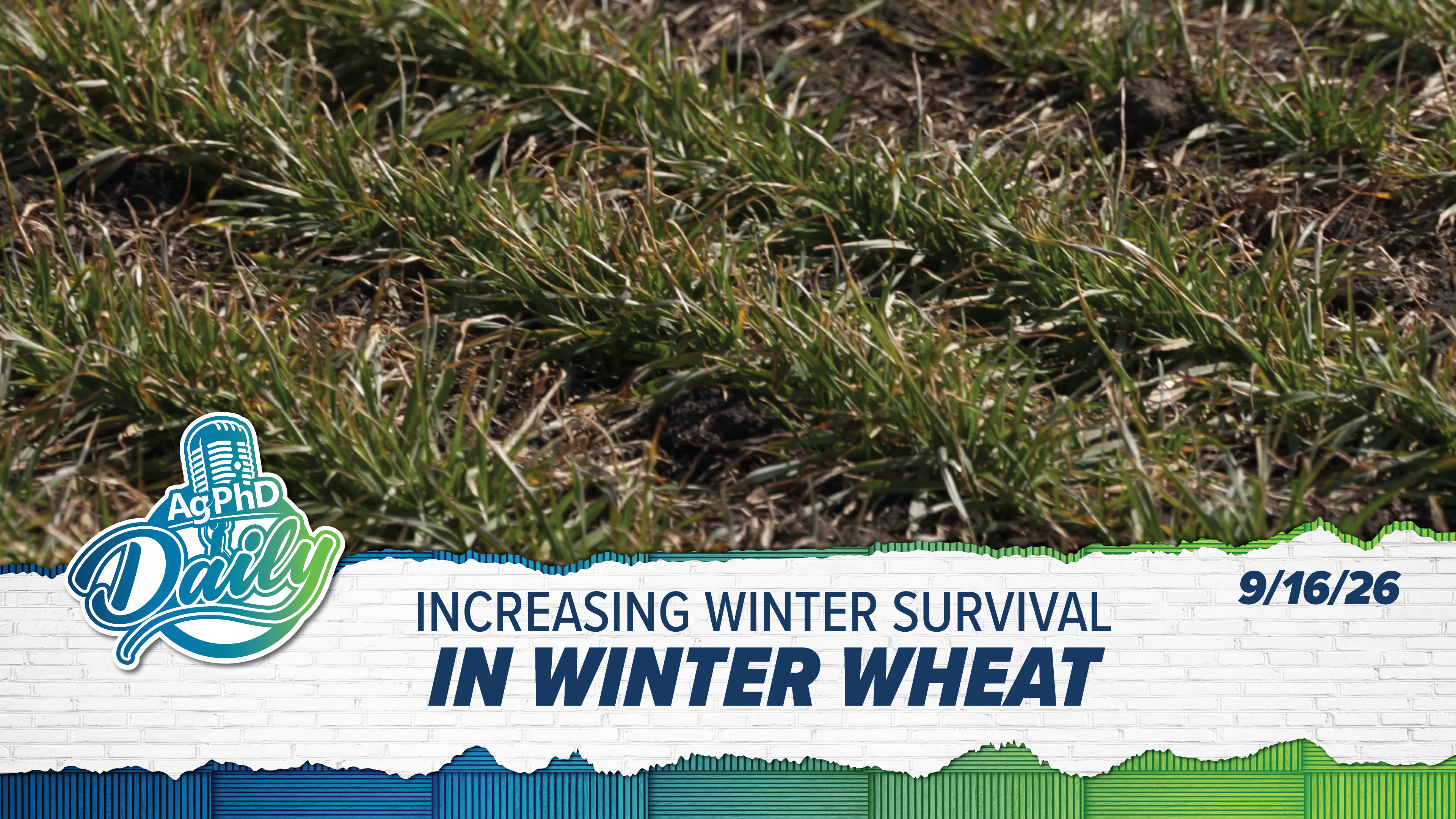 Increasing Winter Survival in Winter Wheat | Ag PhD Daily | 09/16/26