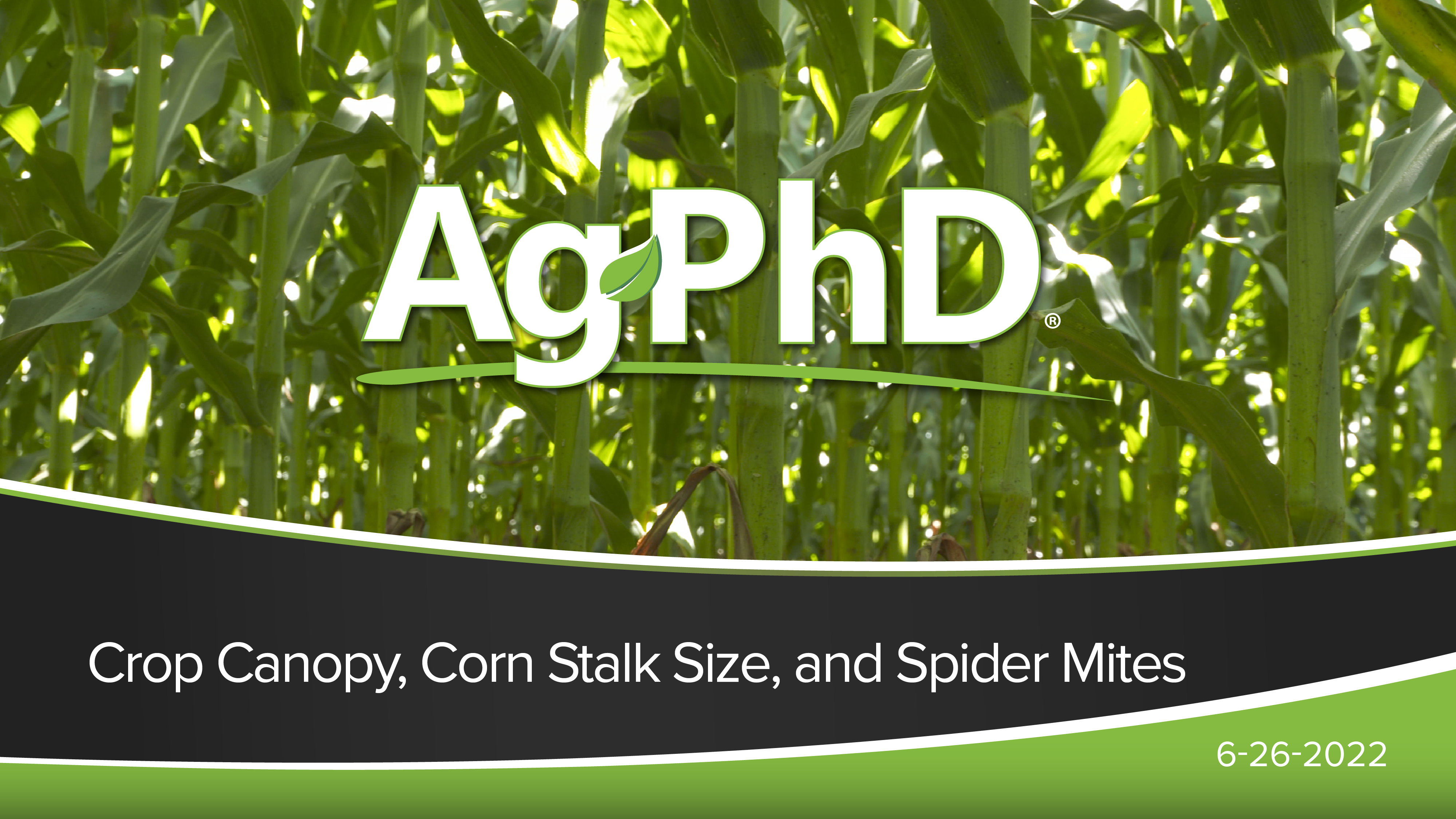 Crop Canopy, Corn Stalk Size, and Spider Mites | Ag PhD