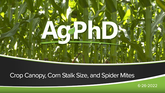 Crop Canopy, Corn Stalk Size, and Spider Mites