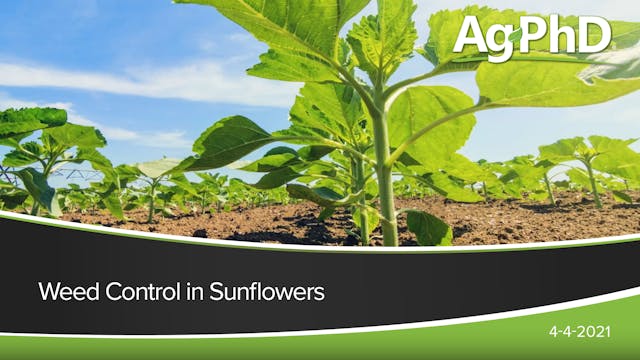 Weed Control in Sunflowers | Ag PhD