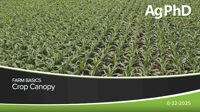 Crop Canopy | Ag PhD