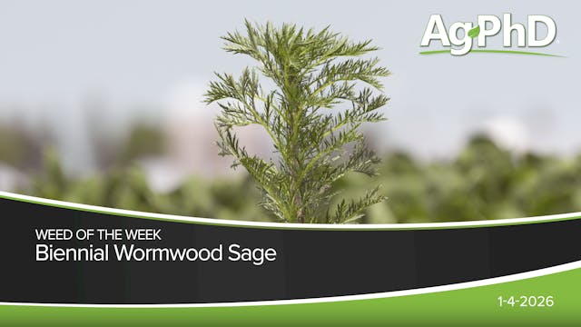 Biennial Wormwood Sage | Ag PhD