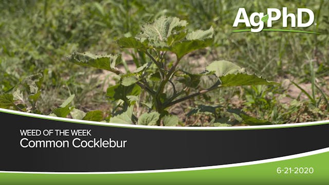 Common Cocklebur | Ag PhD