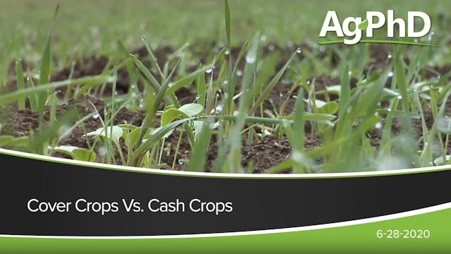 Cover Crops vs. Cash Crops | Ag PhD