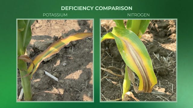 Potassium Deficiencies | AgroLiquid B2B