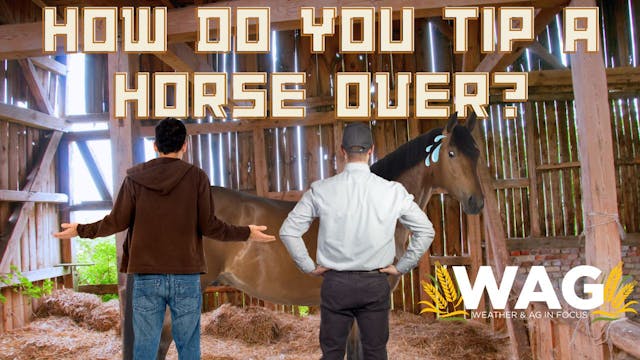 How Do You Tip a Horse Over? | WAG in...