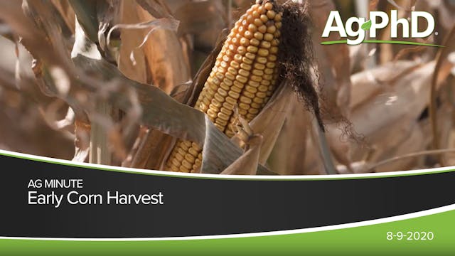 Early Corn Harvest | Ag PhD