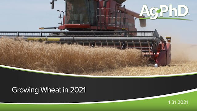 Growing Wheat in 2021 | Ag PhD