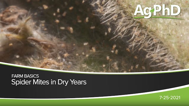 Spider Mites in Dry Years