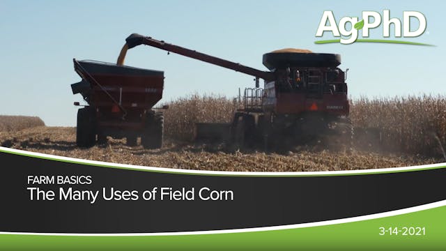 The Many Uses of Field Corn 