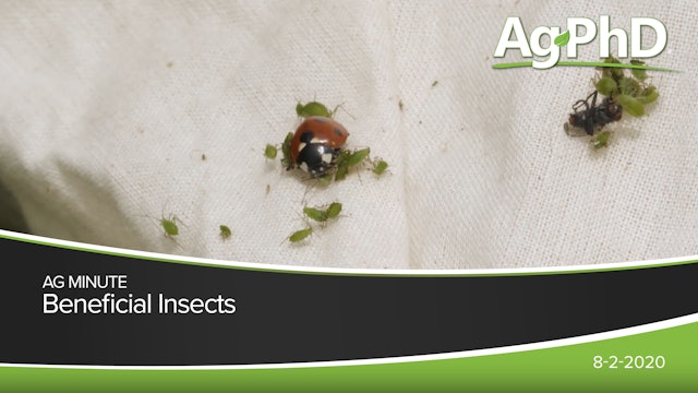 Beneficial Insects | Ag PhD