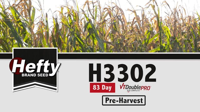 Hefty Brand Corn - H3302 at Pre-Harvest