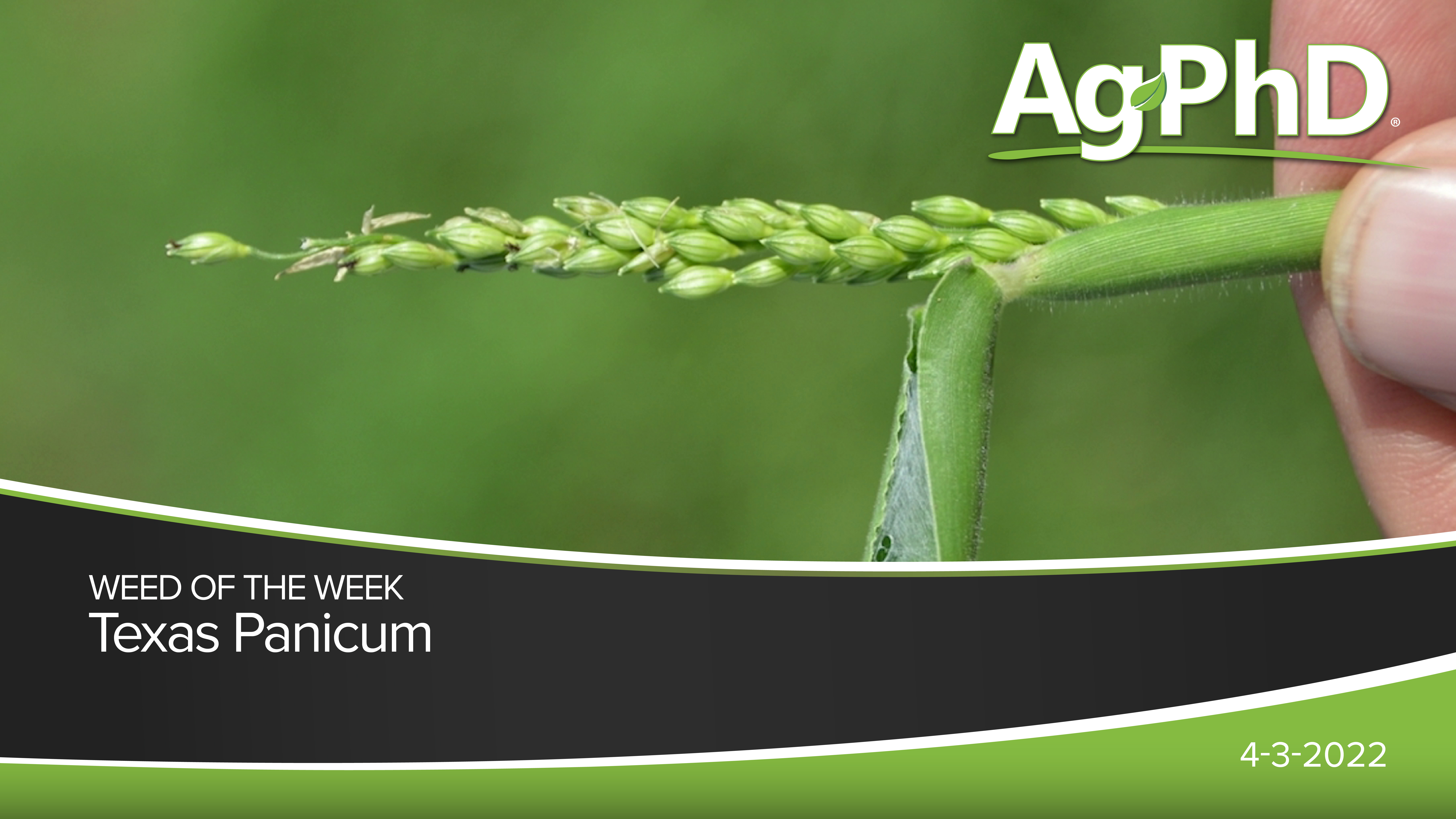 Texas Panicum | Ag PhD
