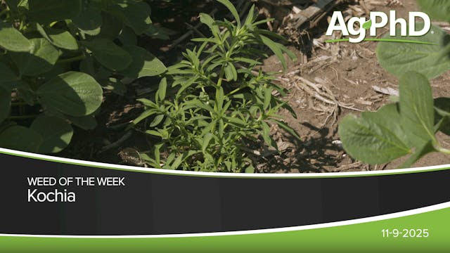 Kochia | Ag PhD
