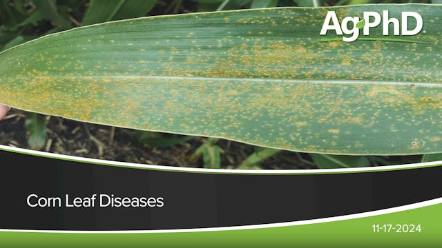 Corn Leaf Diseases | Ag PhD