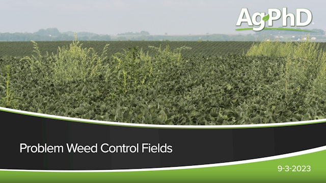 Problem Weed Control Fields | Ag PhD