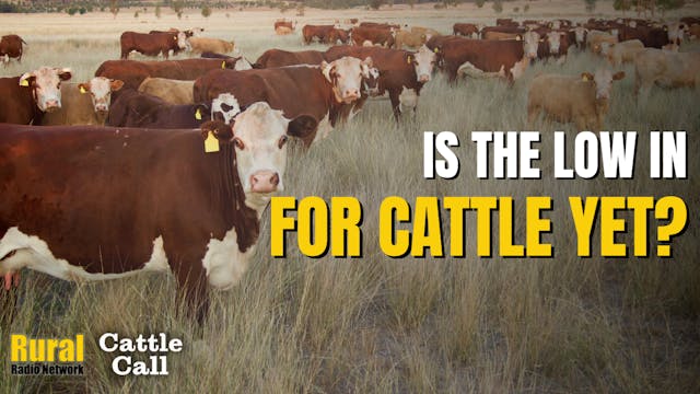 Tail Wagging the Dog on the Cattle Ma...