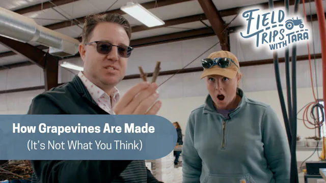 How Grapevines Are Made (It’s Not Wha...