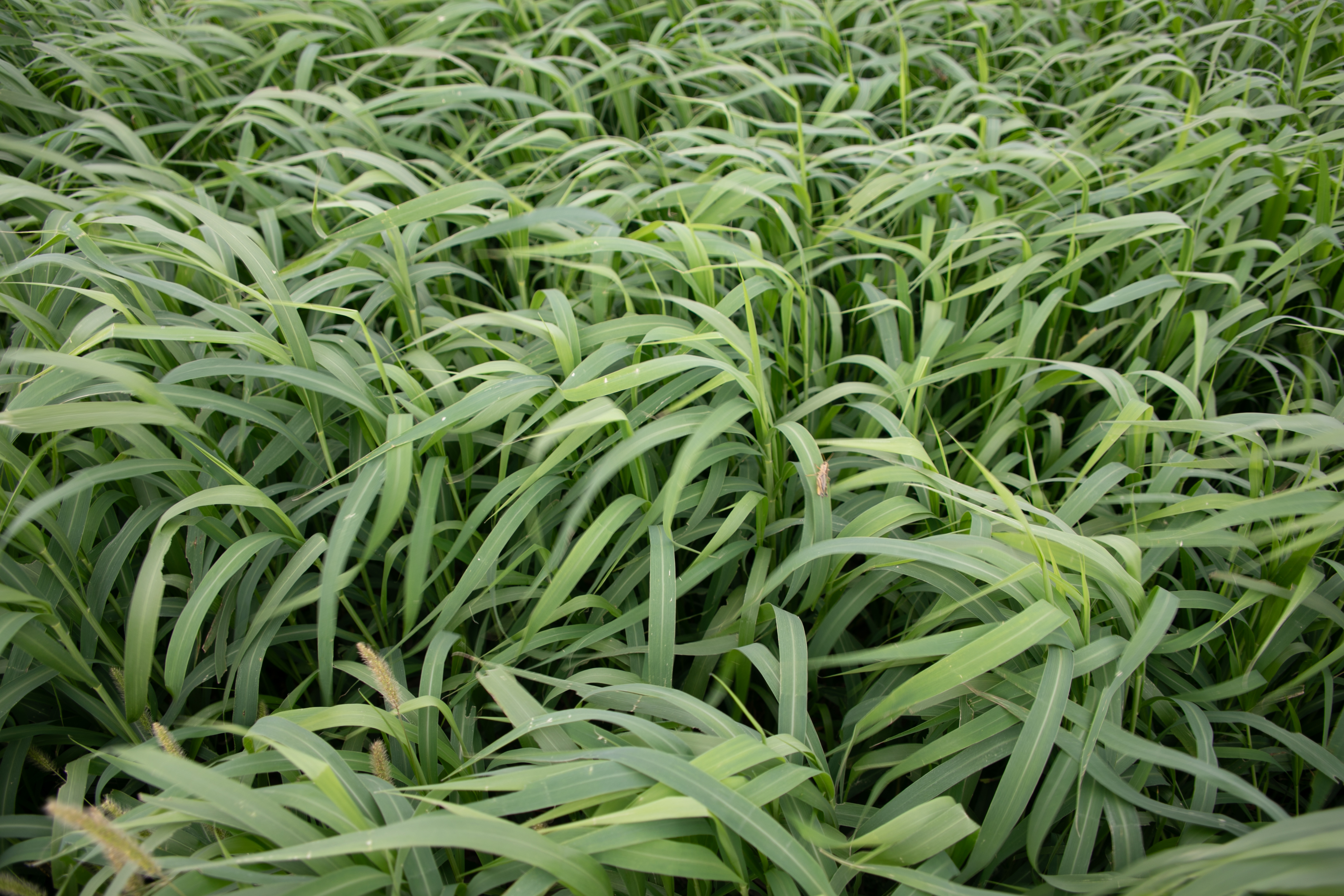 White Wonder vs. German Millet | Renovo Seed