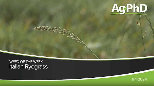 Italian Ryegrass | Ag PhD
