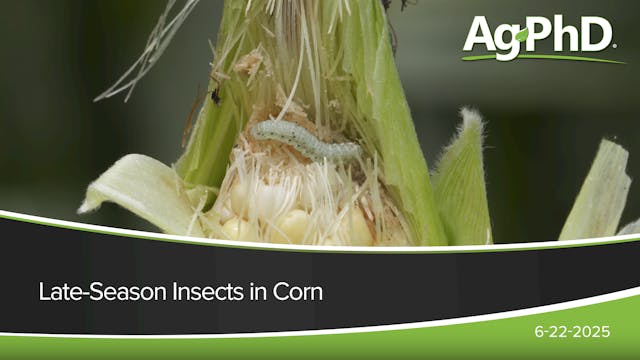 Late-Season Insects in Corn | Ag PhD