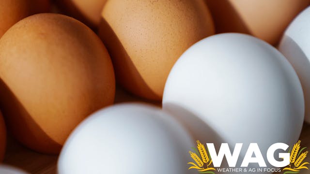 Better Nutrition: White Egg or Brown ...