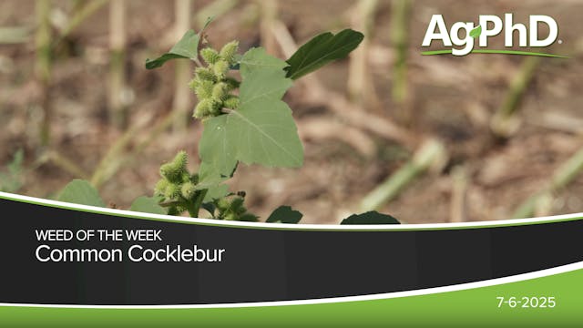 Common Cocklebur | Ag PhD