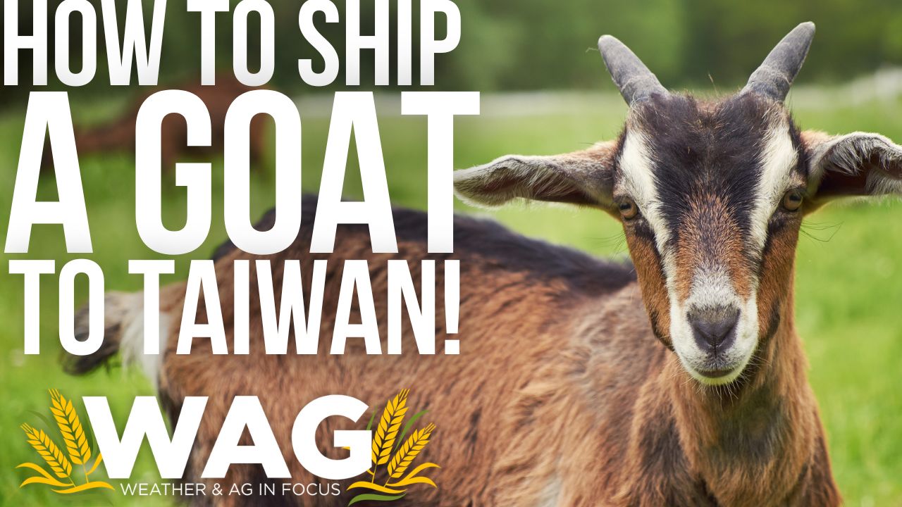 How to ship a goat to Taiwan! 10-28-22 WAG In Focus
