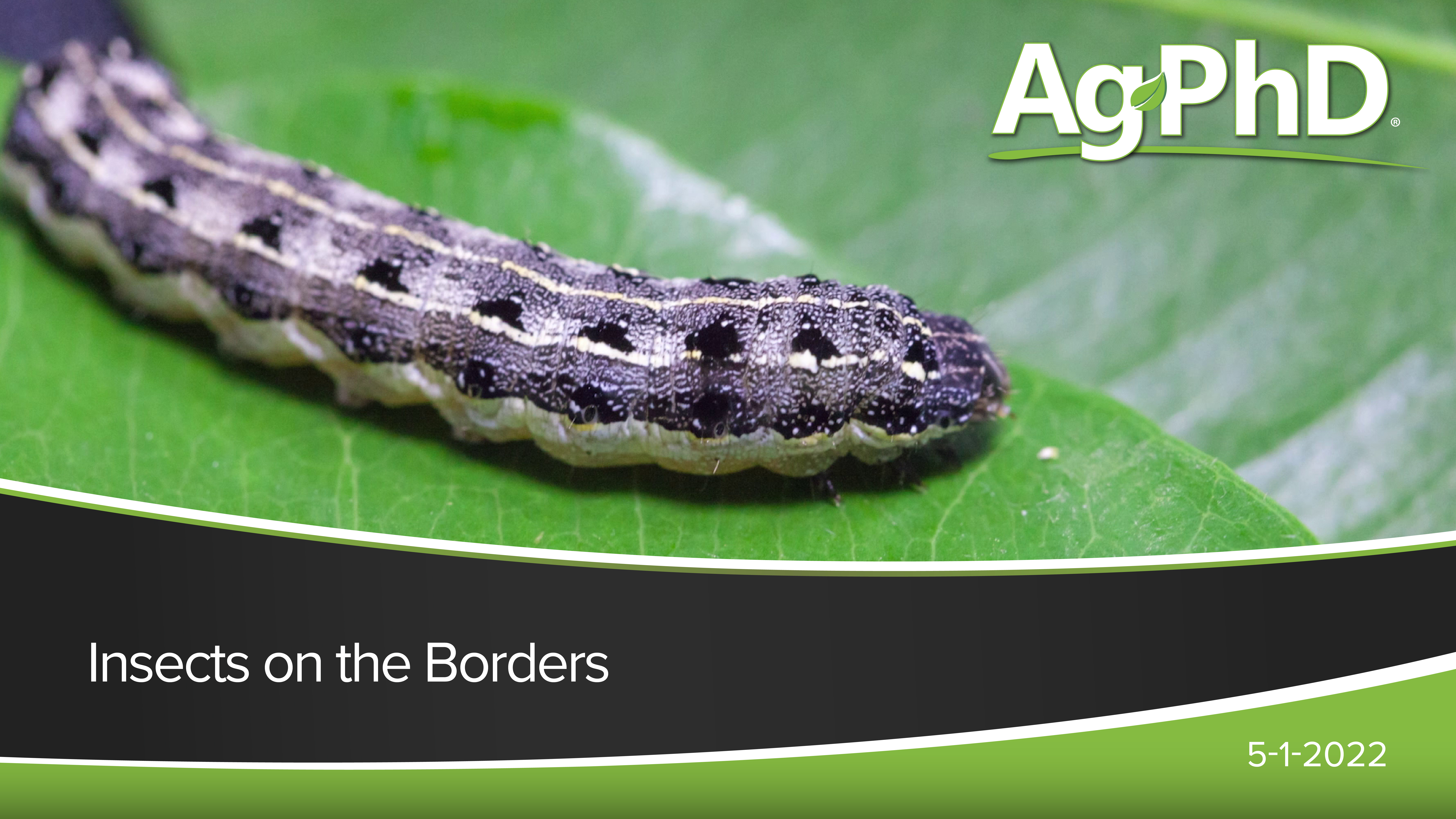  Insects on the Borders | Ag PhD