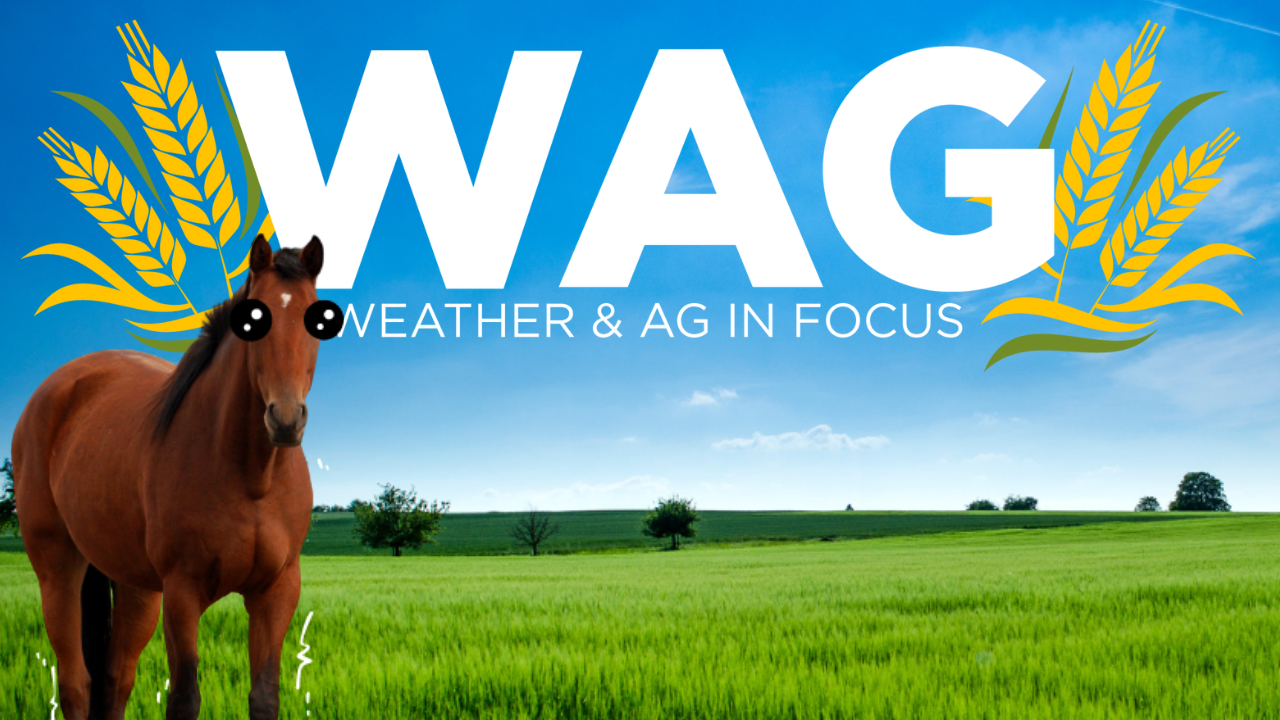 Free For All Friday | WAG in Focus 09-04-26