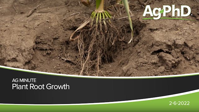 Plant Root Growth | Ag PhD