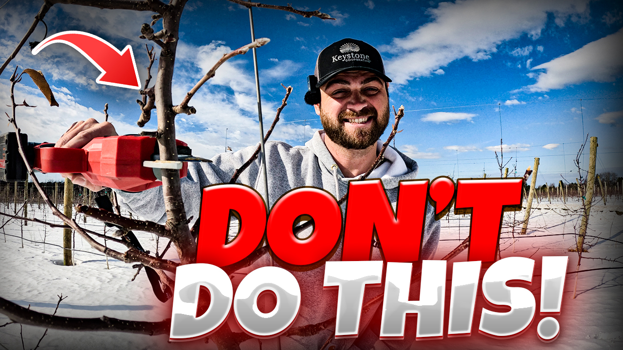 How To Prune Young Apple Trees: Winter Pruning Do's & Don'ts | Pomes and Stones
