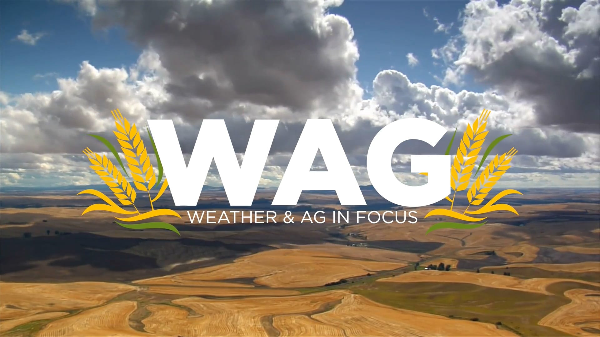 Here We Grow - Wheat! | WAG in Focus 06-03-25