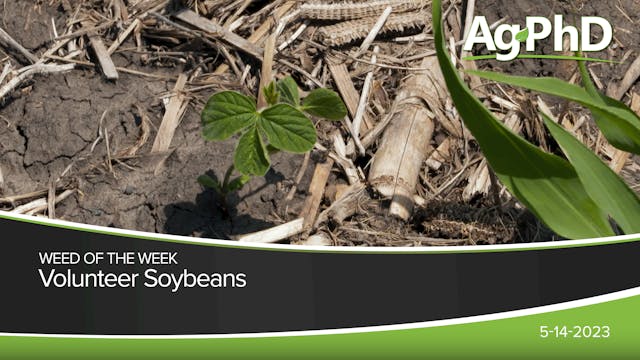 Volunteer Soybeans | Ag PhD